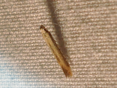 Elasmopalpus lignosella