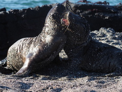 Arctocephalus galapagoensis