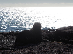 Arctocephalus galapagoensis