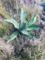 Agave marmorata