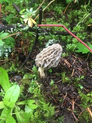 Morchella tridentina