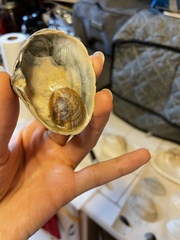 Crepidula fornicata