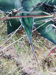 Agave marmorata