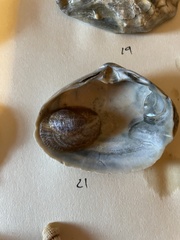 Crepidula fornicata