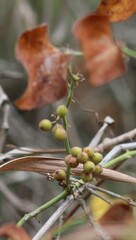 Smilax bona-nox