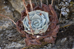 Sedeae