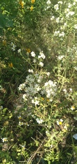 Parthenium