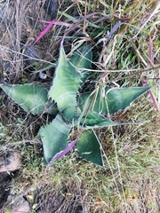 Agave marmorata
