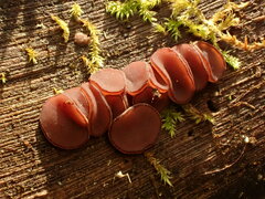 Ascocoryne cylichnium