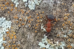 Camponotus