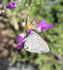 Leptotes