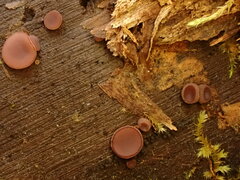 Ascocoryne cylichnium