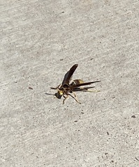 Polistes comanchus