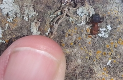 Camponotus