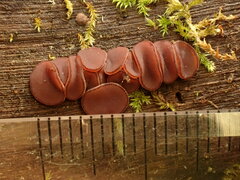 Ascocoryne cylichnium