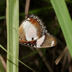 Hypolimnas misippus