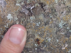 Camponotus