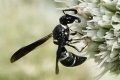 Euodynerus foraminatus