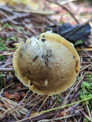 Suillus acidus