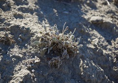 Eriogonum anemophilum