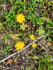 Hieracium murorum
