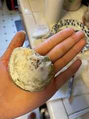 Ostrea edulis
