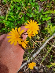 Hieracium murorum