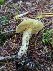 Suillus acidus
