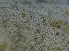 Pseudoidium neolycopersici