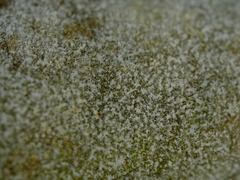 Pseudoidium neolycopersici