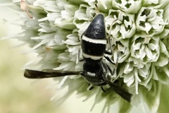 Euodynerus foraminatus