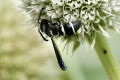 Euodynerus foraminatus