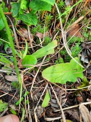 Hieracium murorum
