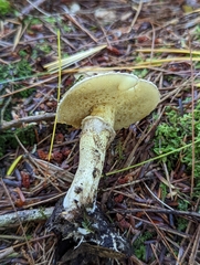 Suillus acidus