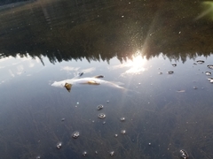 Catostomus macrocheilus