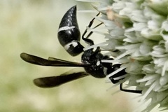 Euodynerus foraminatus