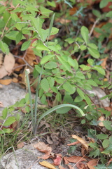 Zephyranthes drummondii