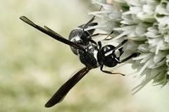 Euodynerus foraminatus