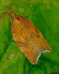 Acleris rhombana
