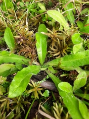 Hieracium murorum