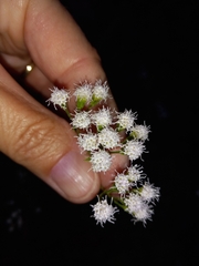 Fleischmannia incarnata