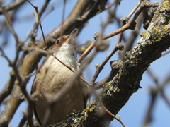 Tarphonomus certhioides