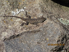 Sceloporus dugesii