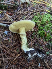 Suillus acidus