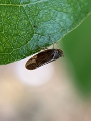 Achilidae