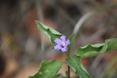 Ruellia drummondiana
