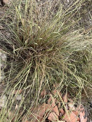 Setaria leucopila
