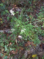 Fleischmannia incarnata