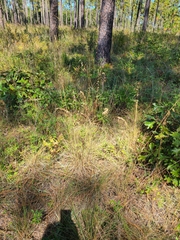 Sorghastrum elliottii