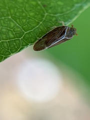 Achilidae